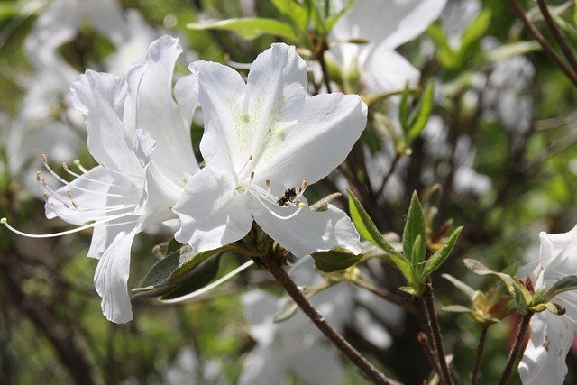 Free White Flower Flower photo and picture