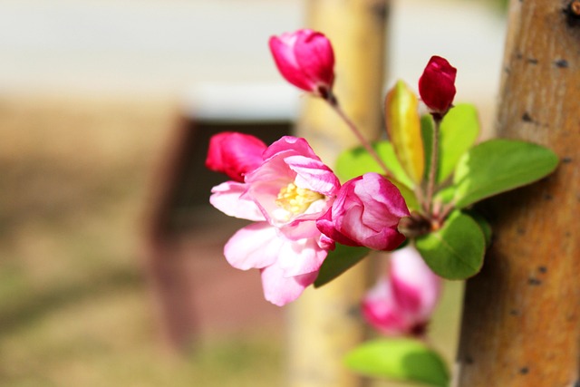 Free Begonia Spring photo and picture