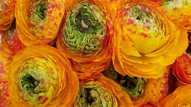 Free Flowers Nature photo and picture