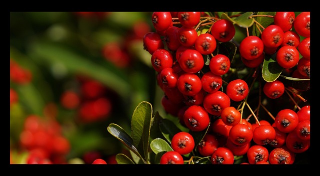 Free Nature Red photo and picture
