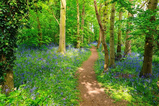 Free Woods Path photo and picture
