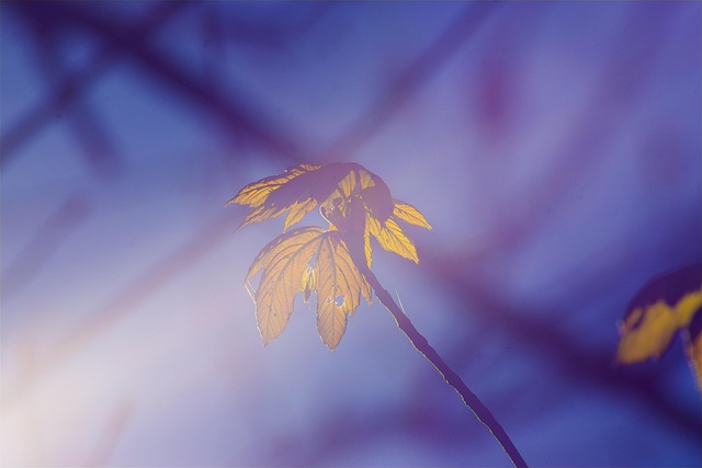 Blad, Tre, Nature, Gul, Planter, Blader