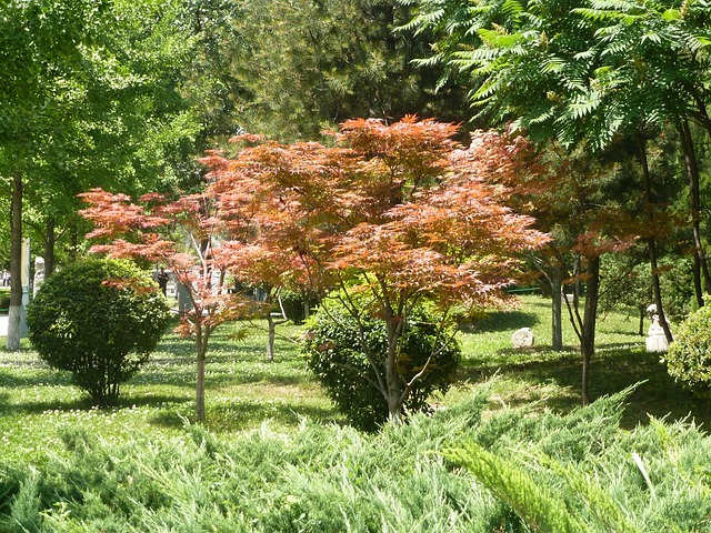 Baum Park - Kostenloses Foto auf Pixabay - Pixabay