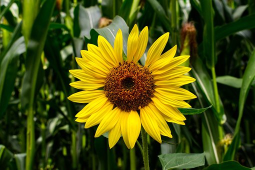 Solsikke, Blomst, Blomst Bakgrunn