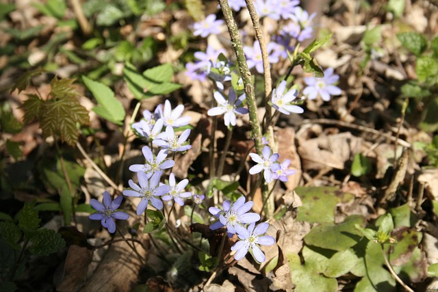 Free Spring Flowers photo and picture
