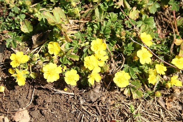Free Flowers Spring photo and picture