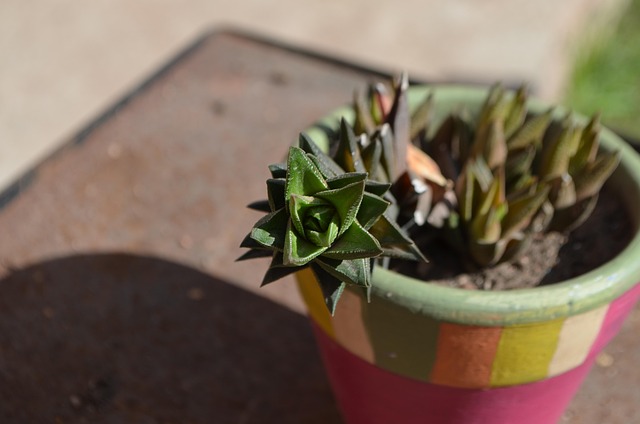 Suculento, Verde, Flowerpot, Cores, Cor