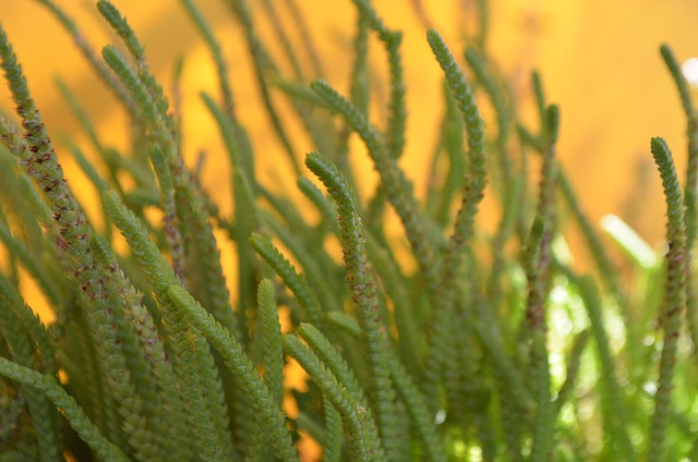 Suculento, Plantar, Verde, Suculentos