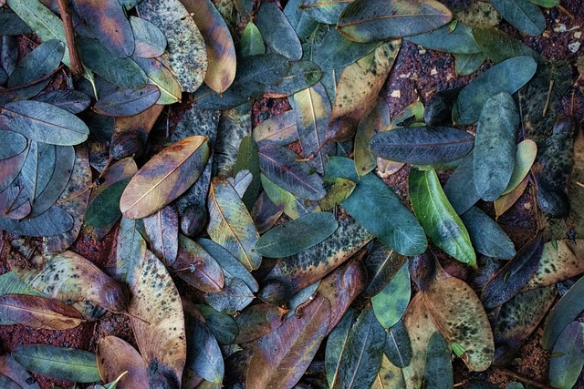 Free Autumn Fallen Leaves photo and picture
