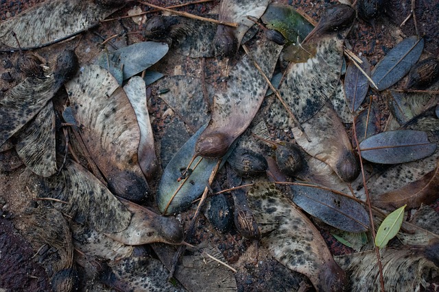 Free Autumn Fallen Leaves photo and picture