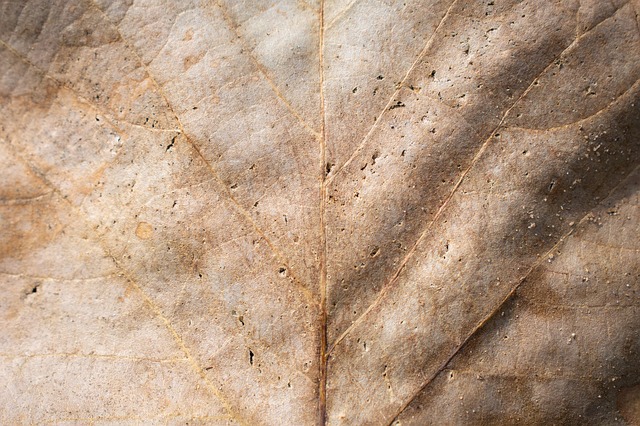 Free Sheet Autumn photo and picture