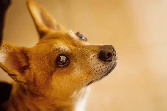 Free Dog Cute photo and picture