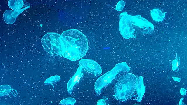 Free Jellyfish Aquarium photo and picture