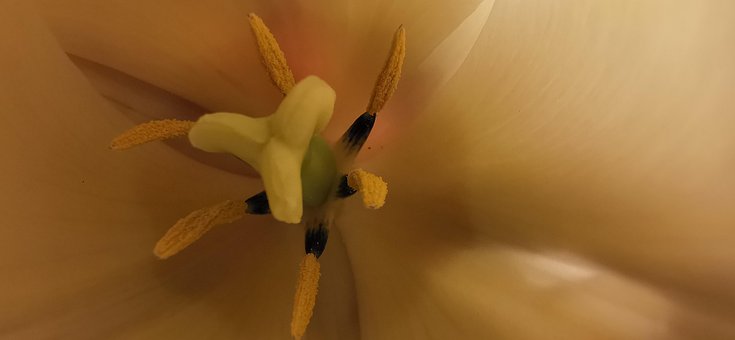 Lalea, Floare, Flori Frumoase