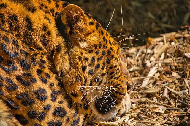 Free Leopard Sleeping Cat photo and picture
