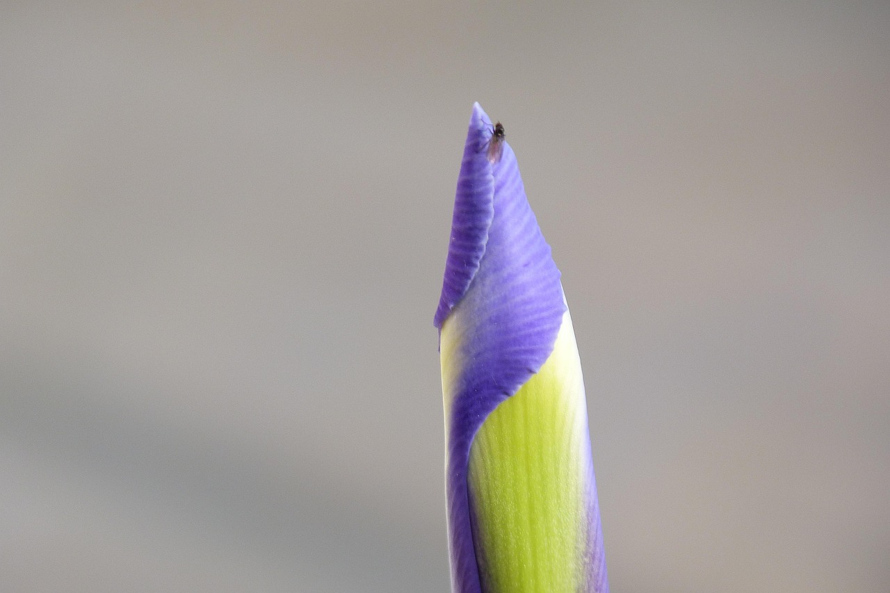 Iris Fly Insect - Free photo on Pixabay