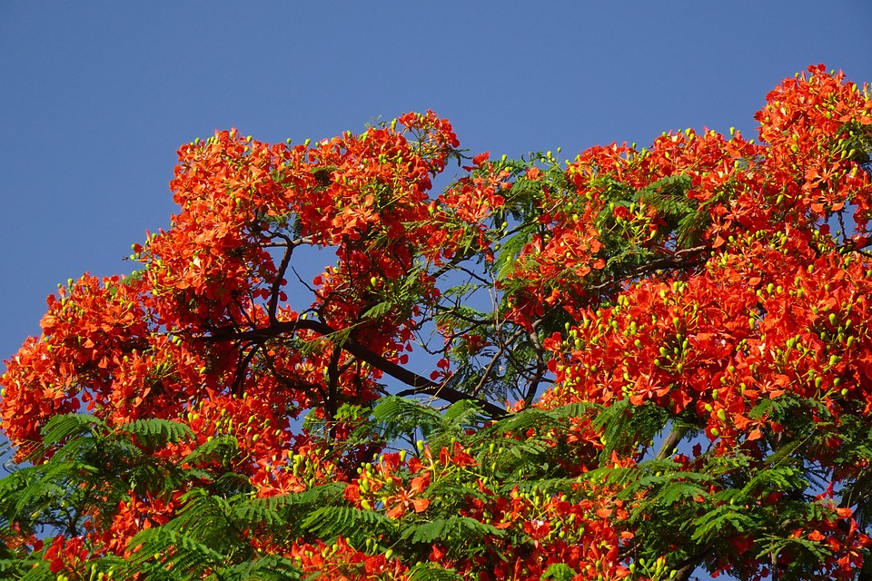 Flower Delonix Regia Fabaceae Free photo on Pixabay