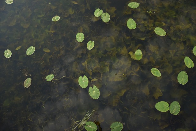 Voda, Jezero, Listy, Příroda