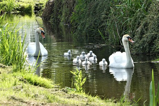 Swan With Chicks, Swan, Chicks, Nature