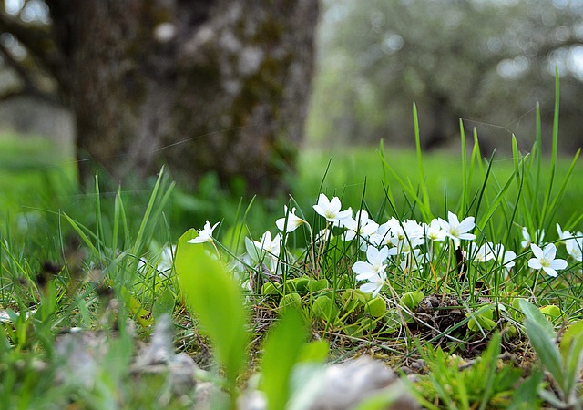 Wald-Blumen, Blumen, Blumentapete, Wild