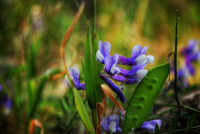 Free Flower Nature photo and picture