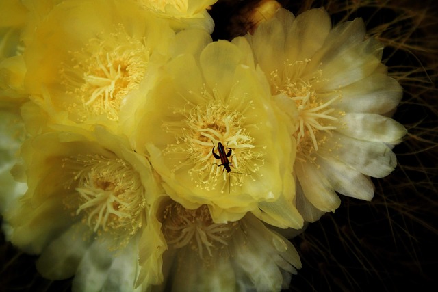 Free Flower Yellow photo and picture