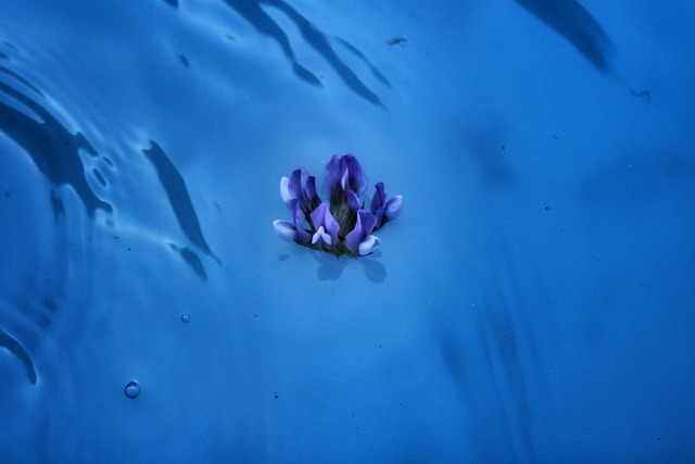 Free Flower Violet photo and picture