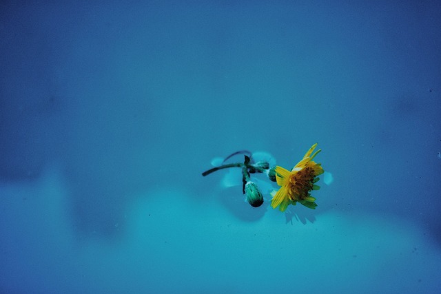 Free Flower Nature photo and picture