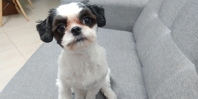 Hund, Dog, Dyr, Smukke, Shiz Tzu, Vovse
