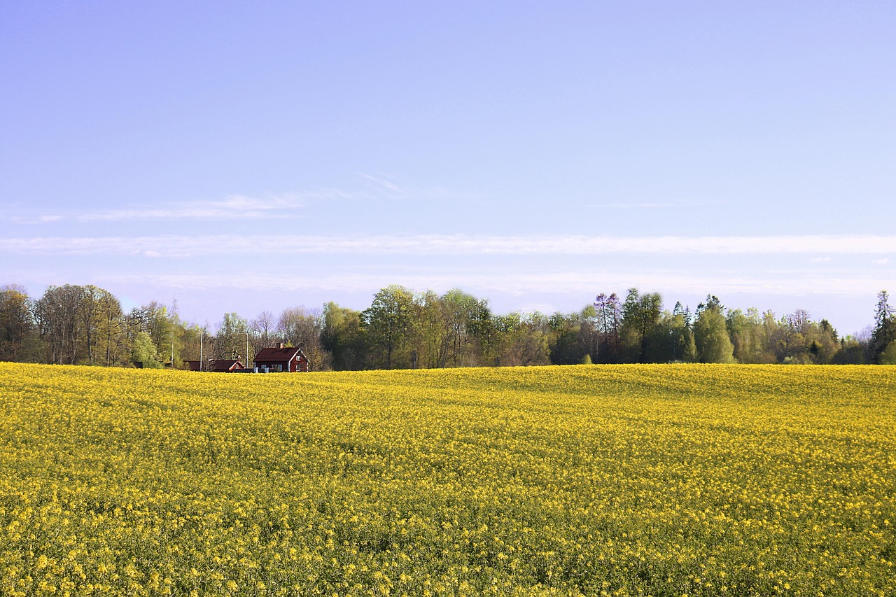 Oilseed Rape - free online jigsaw puzzle photo