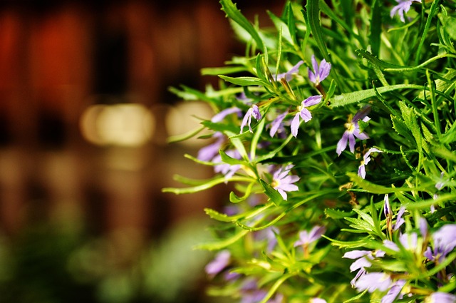 Blume, Blüte, Schöne Blumen