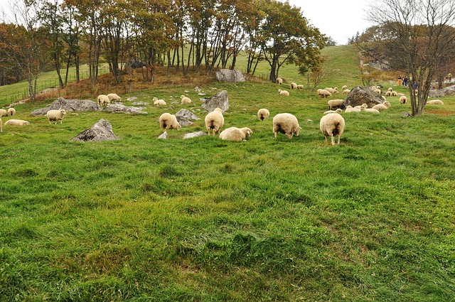 Die Schafe, Lamm, Bauernhof, Wiese, Feld