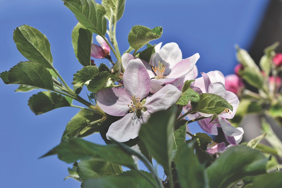 リンゴの花 花 リンゴの木 Pixabayの無料写真