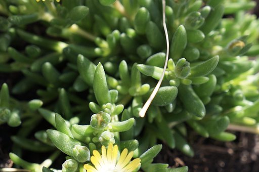 Free Midday Flower Dorotheantus photo and picture