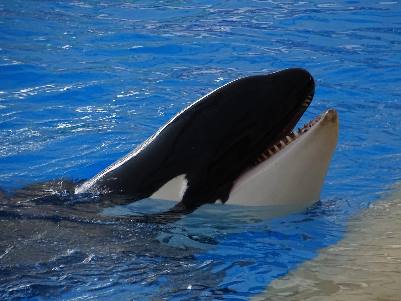 奥尔卡 逆戟鲸 水族馆 - Pixabay上的免费照片 - Pixabay