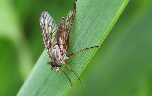 Natuur, Vlieg, Dieren In Het Wild