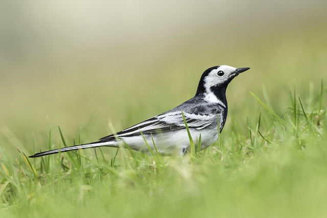 Kleiner Vogel, Natur, Tier, Vogel, Feder