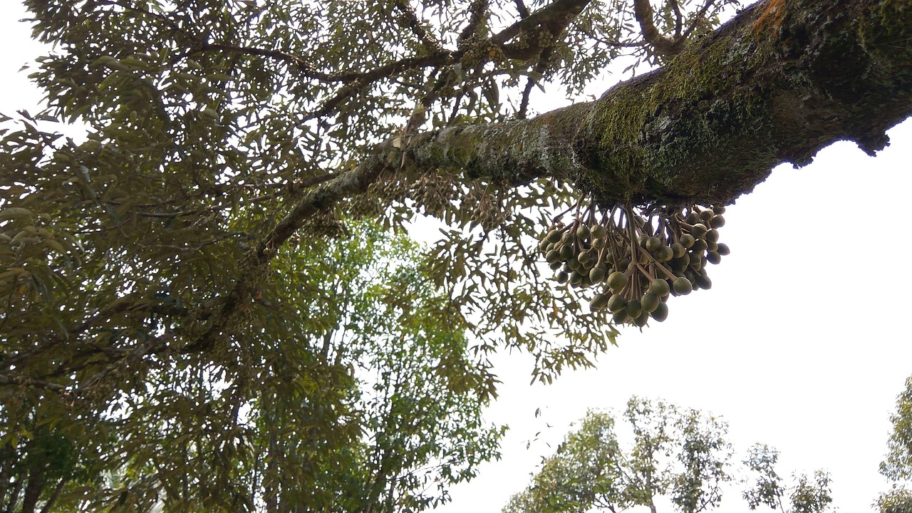 Durian Tree Malaysia - Free photo on Pixabay