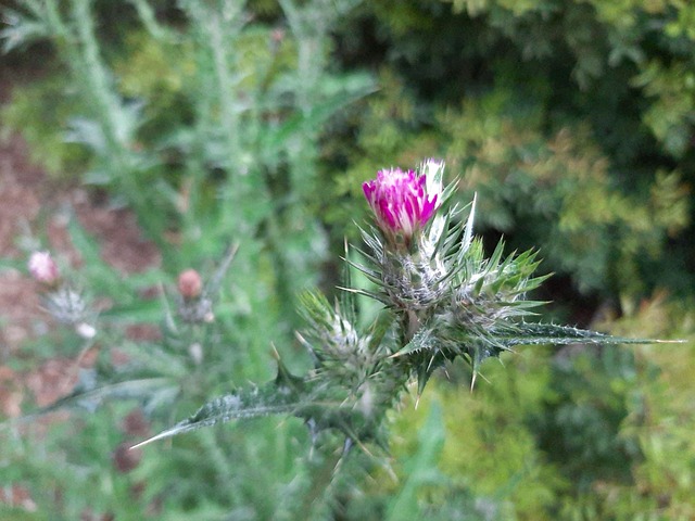 Free Thistle Cardoon photo and picture
