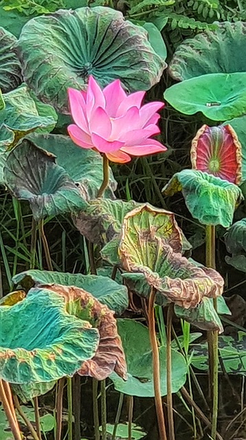 Free Lotus Flower photo and picture