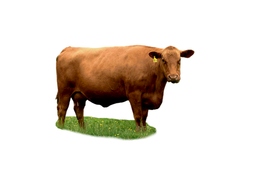 Vache, Prærie, Illustration Gratuite