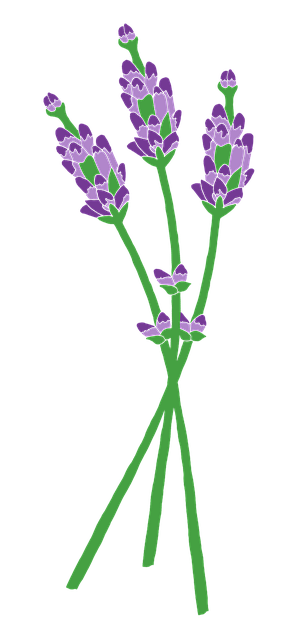 Free lavender flowers provence illustration