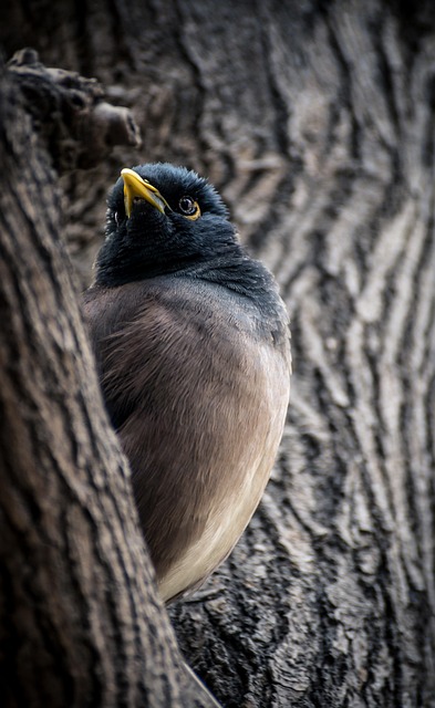 Free Bird Angry photo and picture
