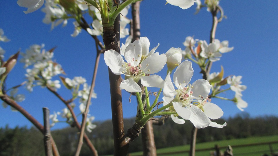 Tree Blooming White Spring Free photo on Pixabay