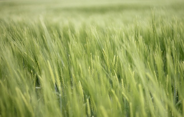 Free Field Grain photo and picture