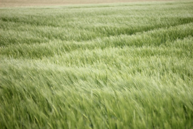 Free Field Grain photo and picture