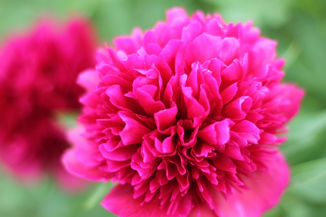 Free Flower Blossom photo and picture