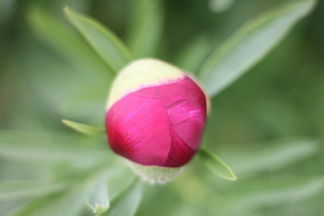Free Flower Blossom photo and picture