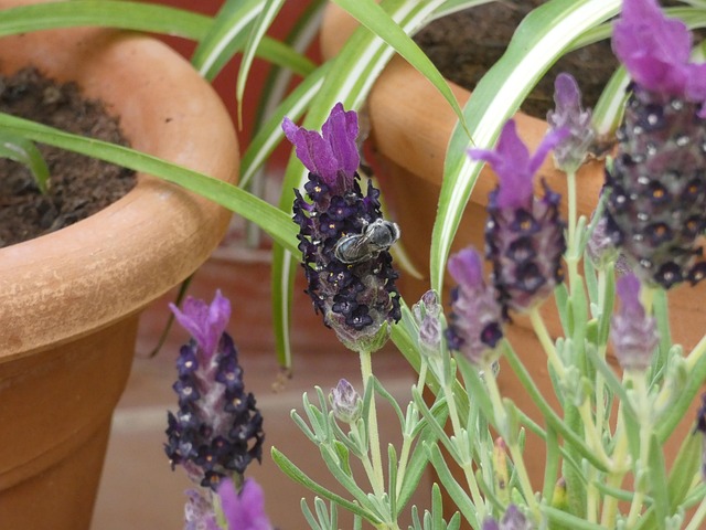 Free Bee Garden photo and picture