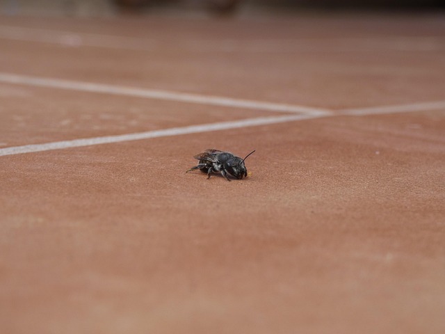 Free Bee Garden photo and picture